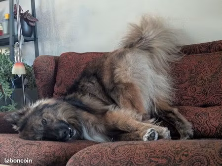 cherche location au calme acceptant mon chien