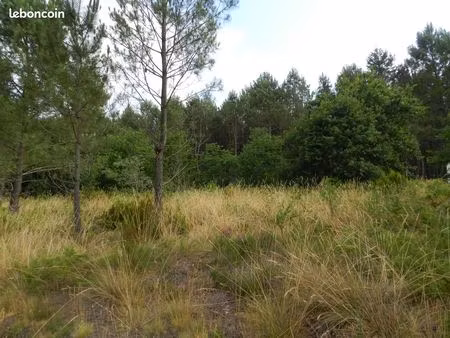 terrain arboré 1800 m² constructible. les arbres sont déjà là pour accueillir votre futur 