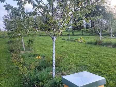 recherche verger ou terrain agricole