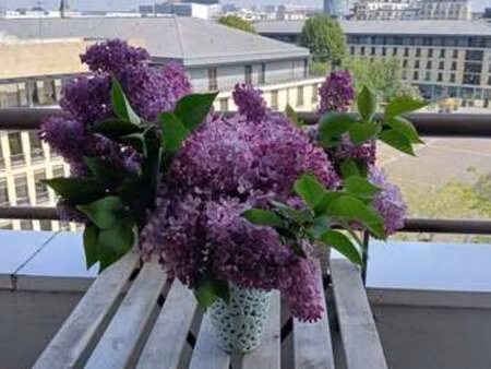 location appartement t1 meublé à issy-les-moulineaux (92130) : à louer t1 meublé / 22m² is