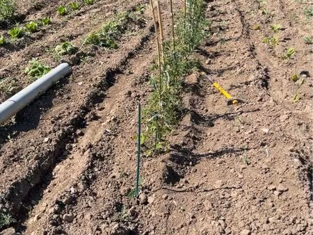 terrain de jardin