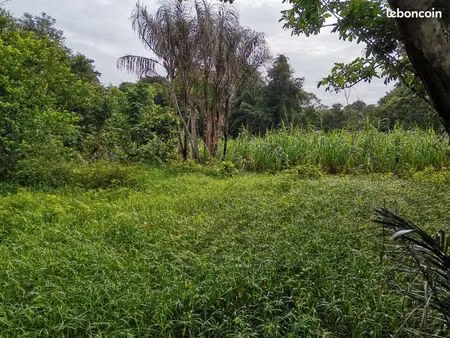 terrain 1 000 m² iracoubo