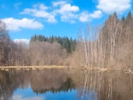 étang de pêche et forêt
