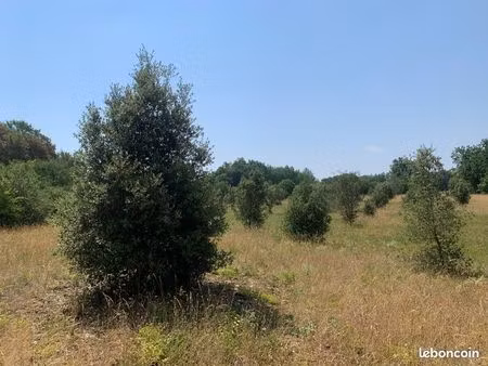 truffière secteur ribagnac