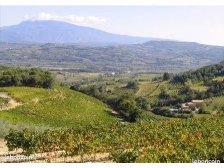 vignoble