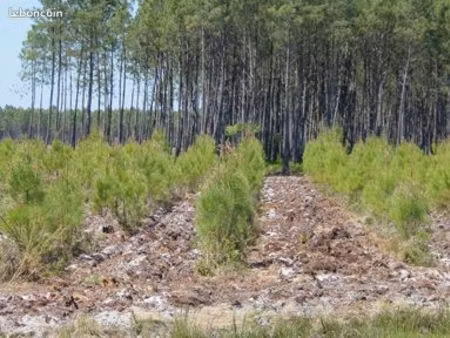 parcelle forestière  pins  lacanau