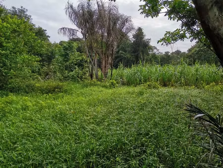 vente terrain 1000 m² à iracoubo (97350)  38 500 €
