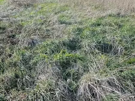 vente terrain 1434 m² à genté (16130)  35 000 €