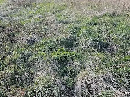 vente terrain 1434 m² à genté (16130)  35 000 €