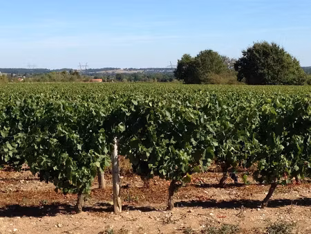 vente terrain 37816 m² à châteaumeillant (18370)  83 195 €