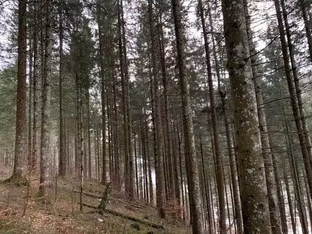 vente terrain 287562 m² à saint-angel (19200)  198 000 €