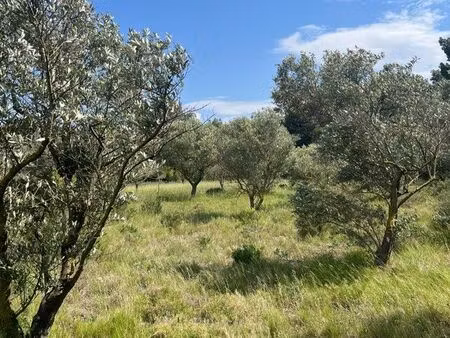 terrain oliviers