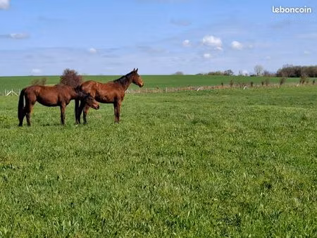 ferme équestre  pension de chevaux