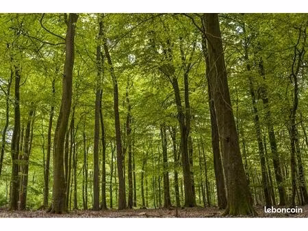 recherche - parcelle forestière - gironde