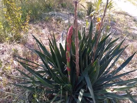 terrain de loisirs / agricole de 8 500 m² – saturargues (34)