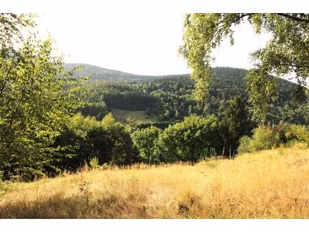 terrain