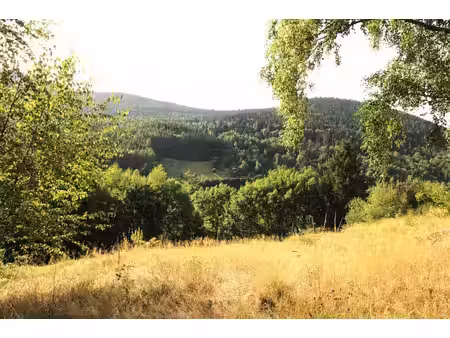 terrain