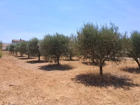 vente terrain 1220 m² à tavernes (83670)  133 500 €