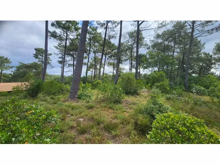 vente terrain à batir 1232 m² à biscarrosse (40600)  430 000 €