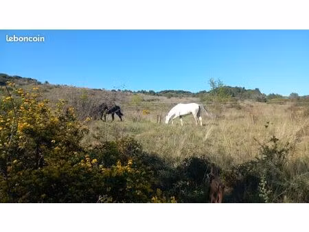 terrain aménagé pour chevaux bordée d'une rivière