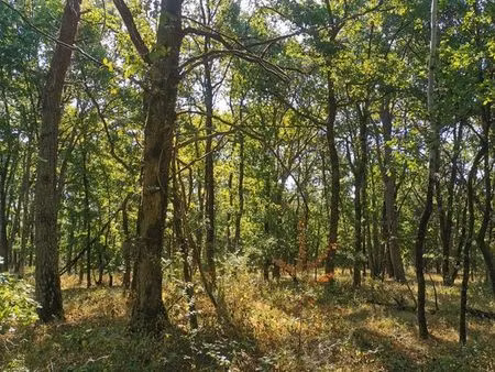 terrain parcelle de bois 5000 m2