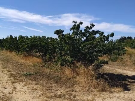terrain agricole
