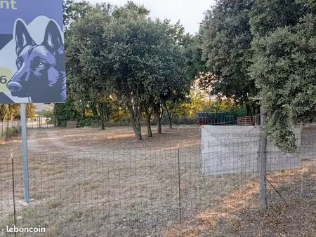 vente club canin