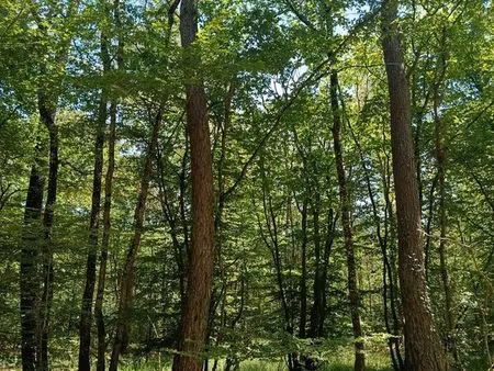 bois   terrain boisée