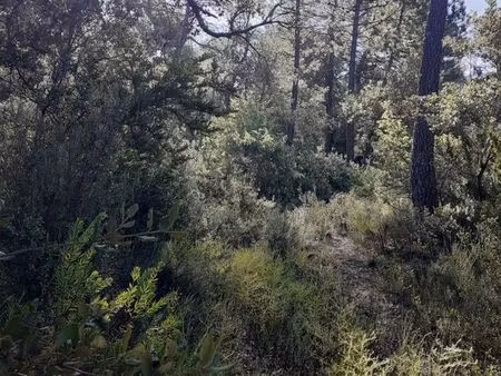 terrain non constructible (pinède)