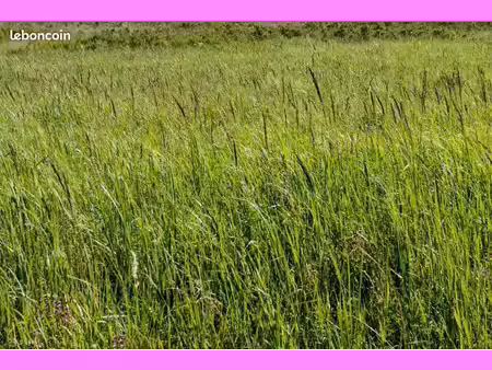 rechercher herbage