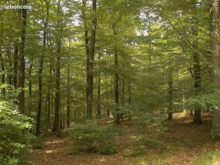 camping autonome