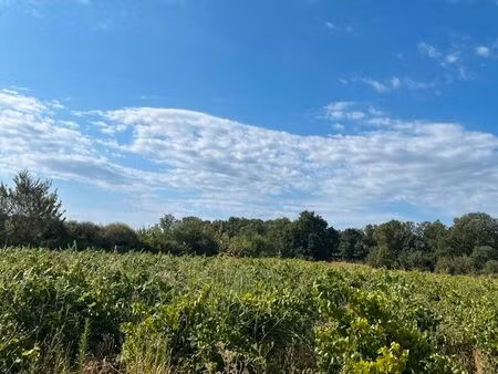 vends vigne bio