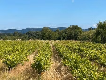 vends vigne grenache