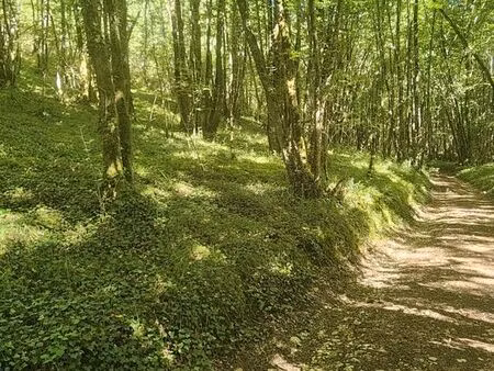 terrain boisé