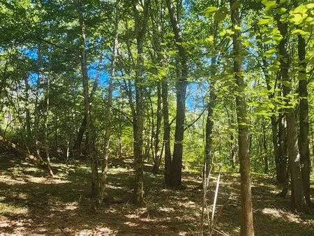 terrain boisé