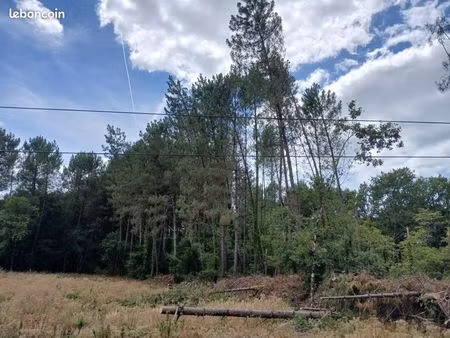 terrain forestier