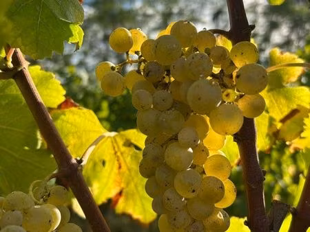 parcelle vigne