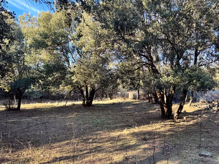 terrain 3250 m2 avec batiment de 200m2 habitables à vendre  proche de l'ile rousse (20)