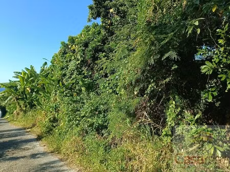 terrain