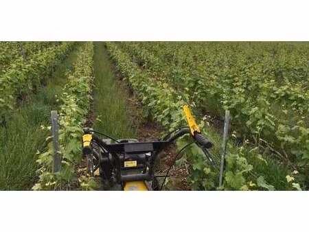 vignoble nord ouest-centre - sézanne (51)