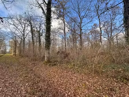 terrain