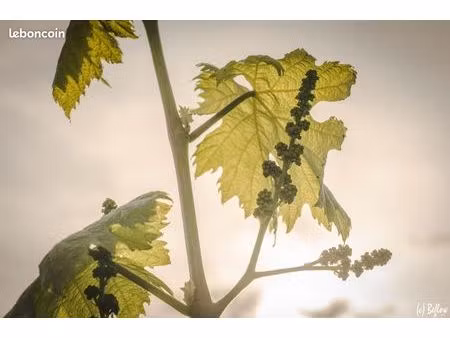 organic vineyards - your future wine estate near pézenas - vignes biologiques vigneron ter