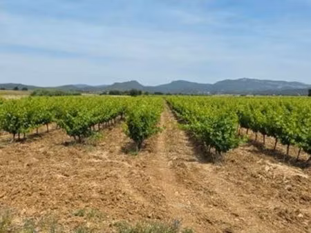 parcelle de vigne saint andré de sangonis