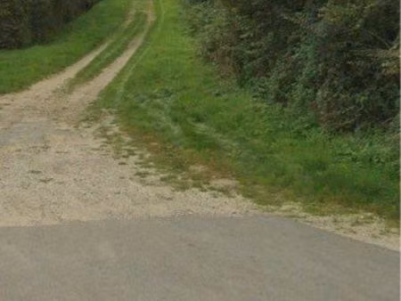 terrain boisé