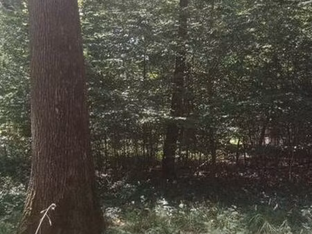 terrain de loisirs 1200m2 arboré