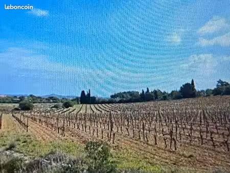 terrain viticole 1 3 hectares a caves  place pour pied a terre