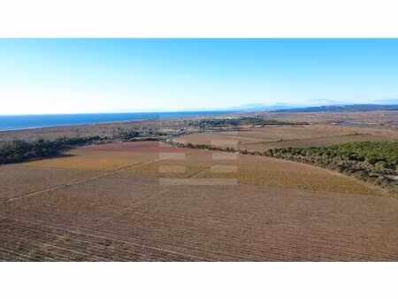 terrain viticole