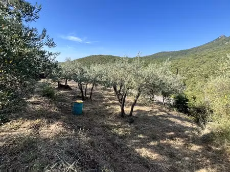 terrain