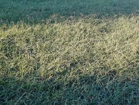 vente terrain 501 m² à pia (66380)  145 000 €