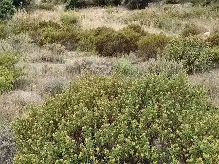 vente terrain 781 m² à rivesaltes (66600)  160 000 €